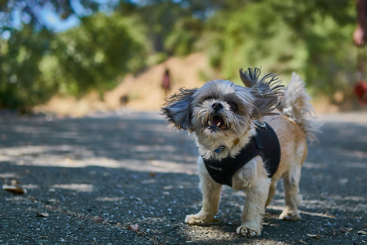 Shih Tzu