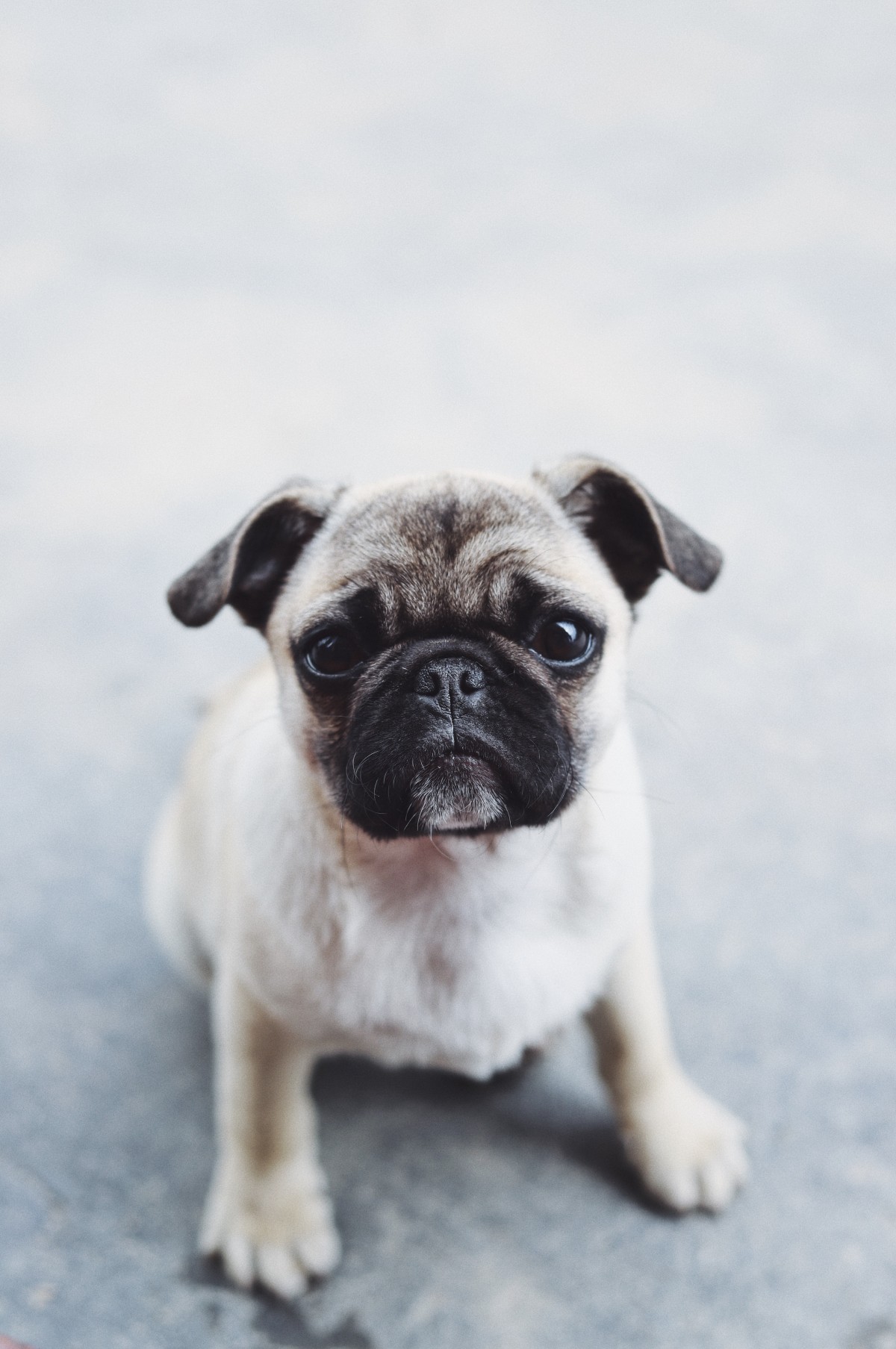 Pug