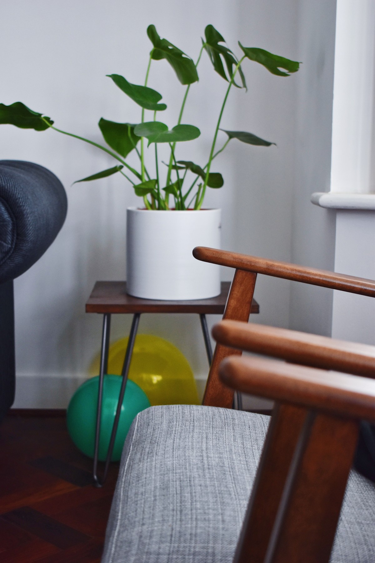 Plantas “bebés”