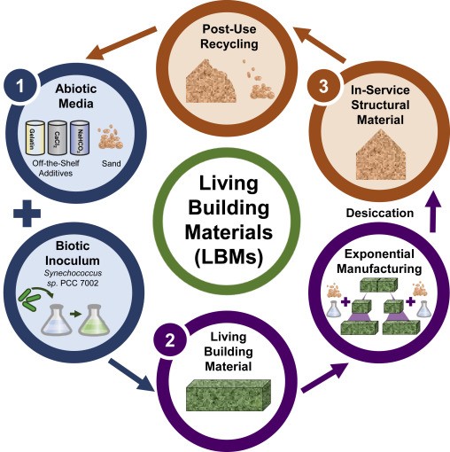 “Cimento vivo”: o material do futuro que purifica o ar e arranja sozinho os edifícios