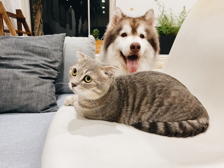 Noua legislație pentru proprietarii de animale de companie din Portugalia / Tran Mau Tri Tam pentru Unsplash Noua legislație pentru proprietarii de animale de companie din Portugalia / Tran Mau Tri Tam pentru Unsplash