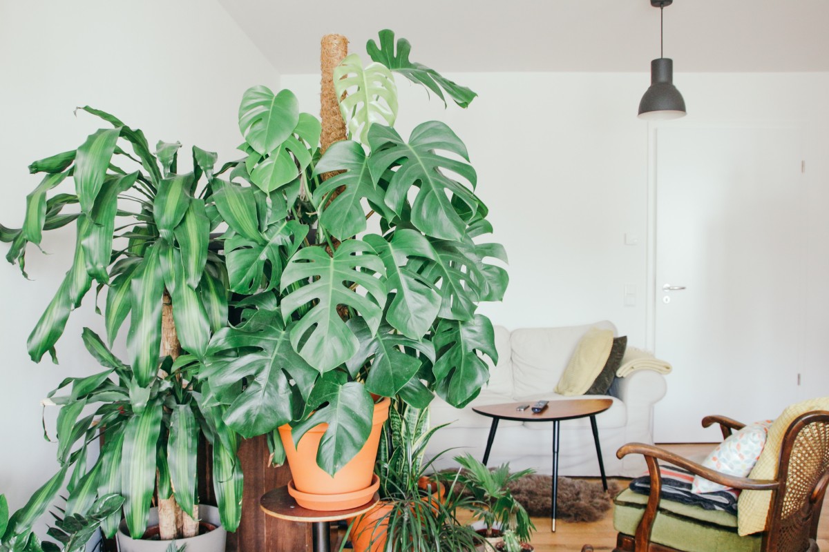 Plantas em casa: como cuidar destas damas de companhia