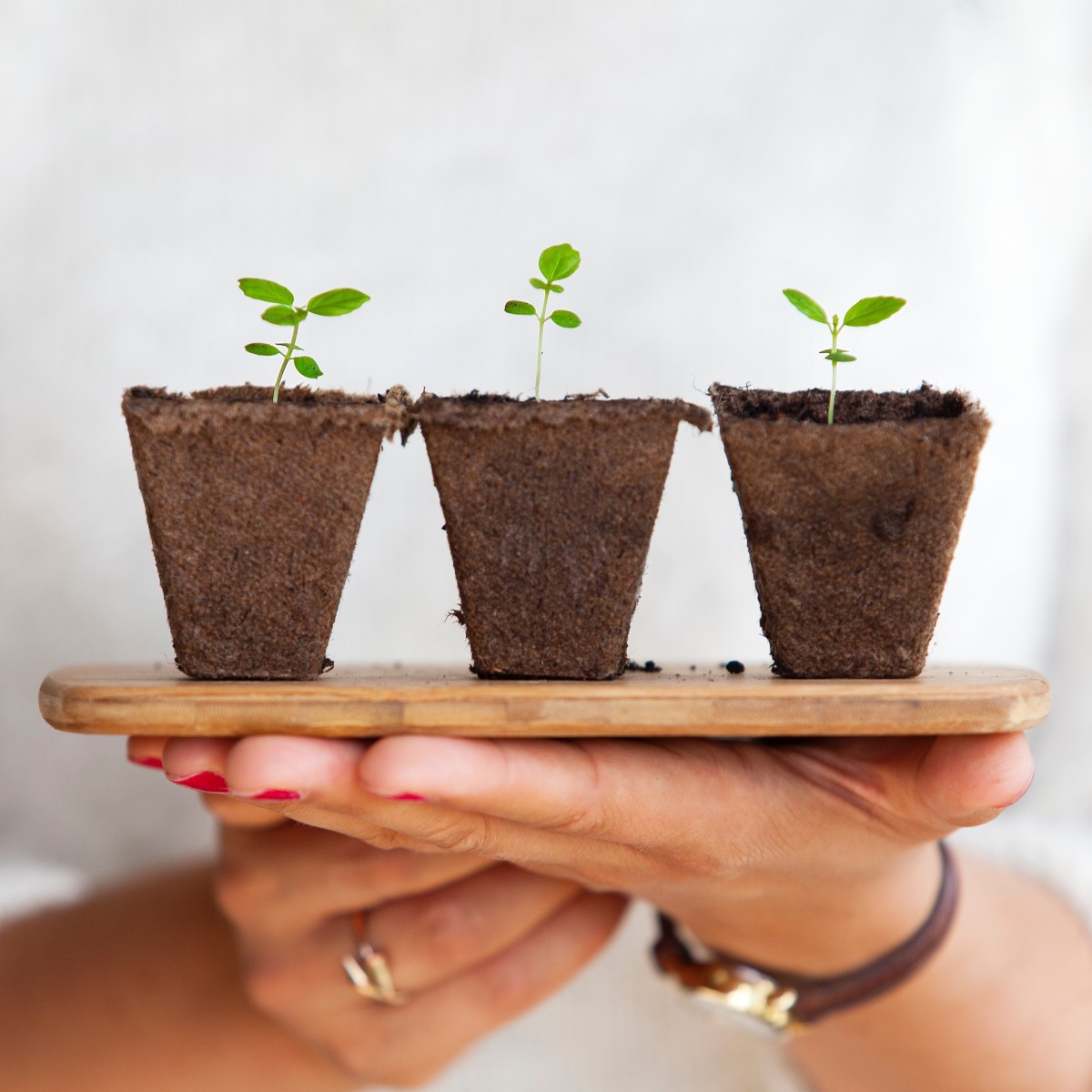 Plantas para que te quero