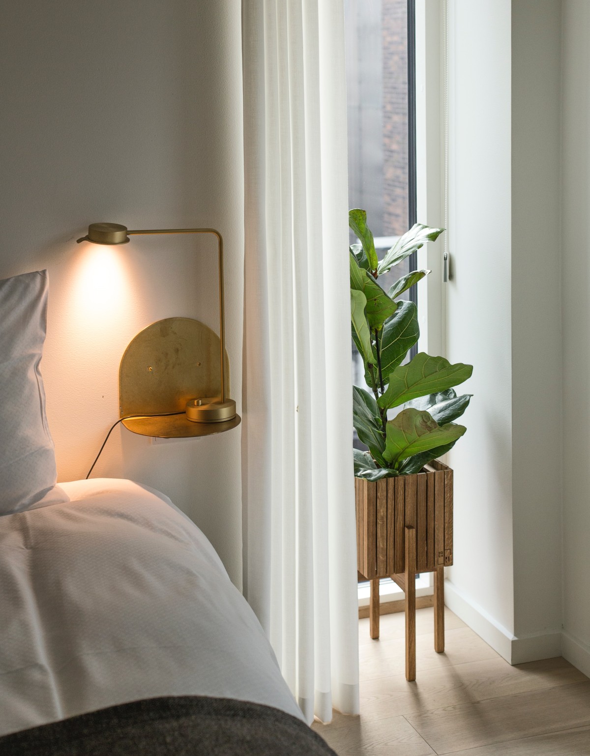 Plantas em casa: como cuidar destas damas de companhia