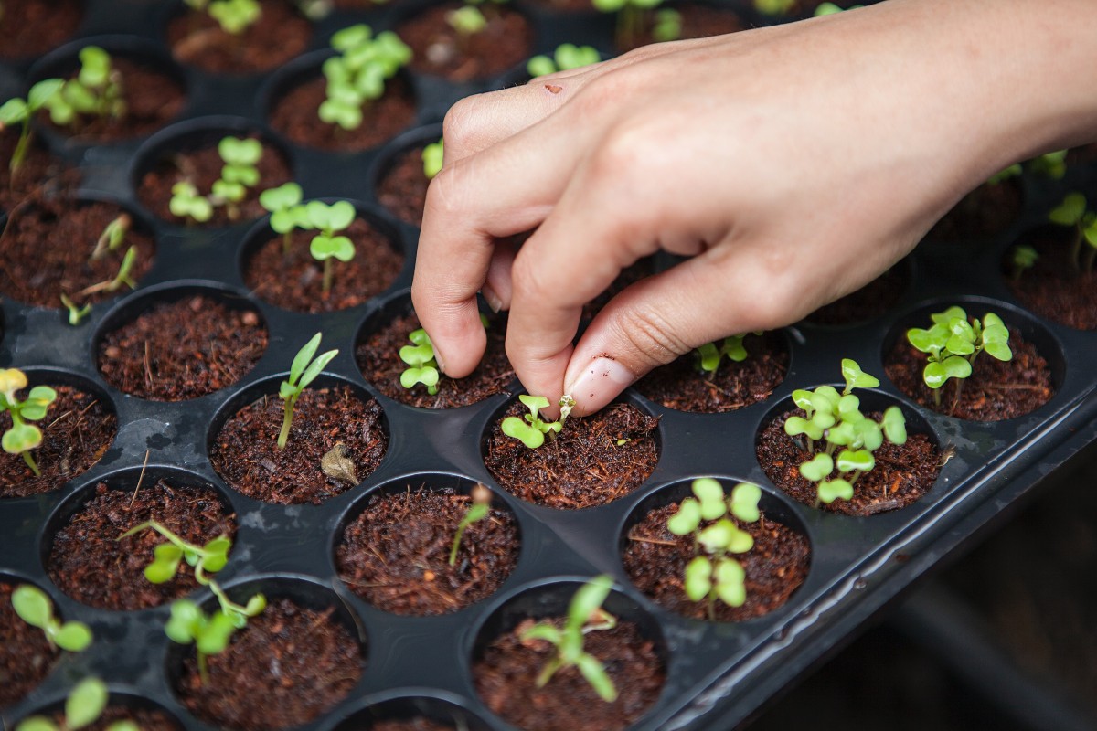 O ideal será começar com algumas ervas aromáticas, por exemplo