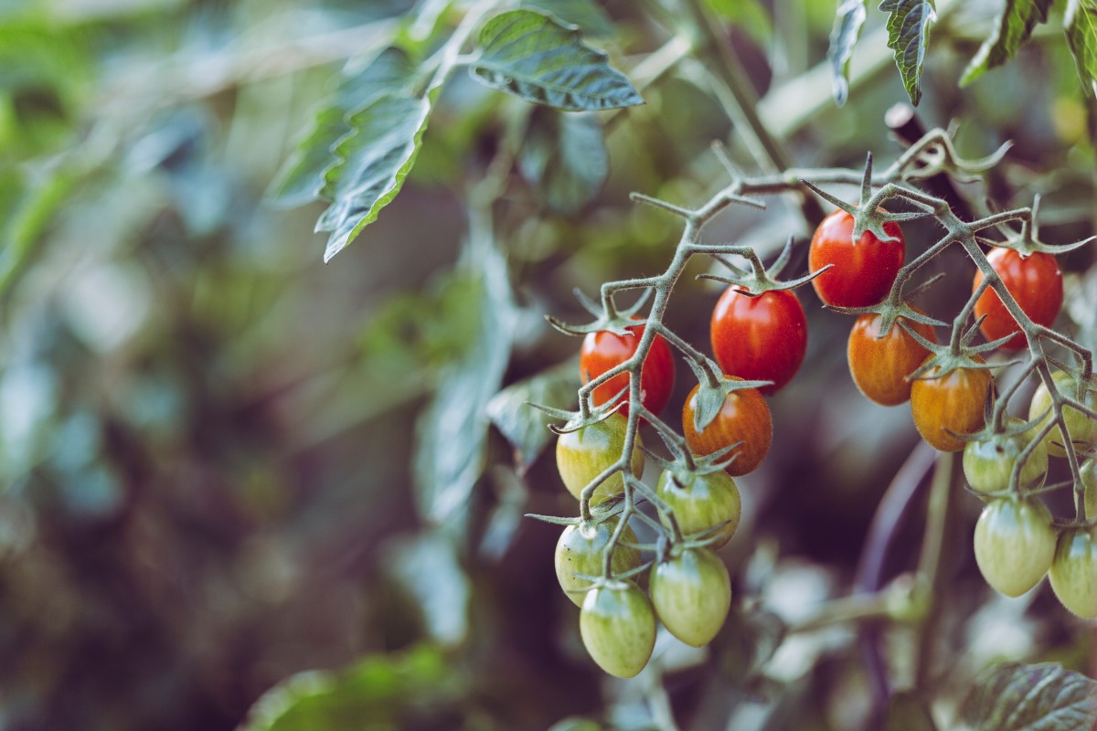 Uma espécie que pode ser plantada num caso