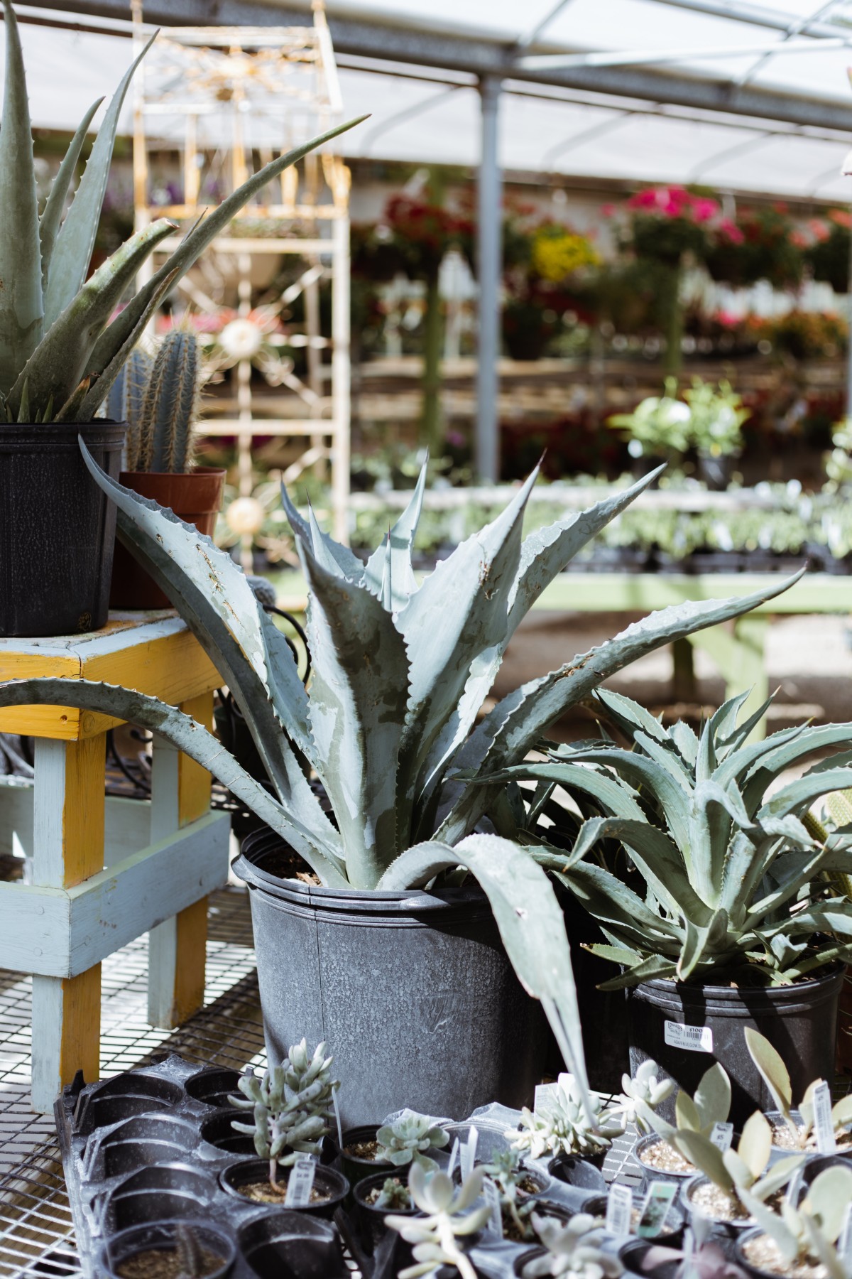 Agave, má energia Agave, má energia