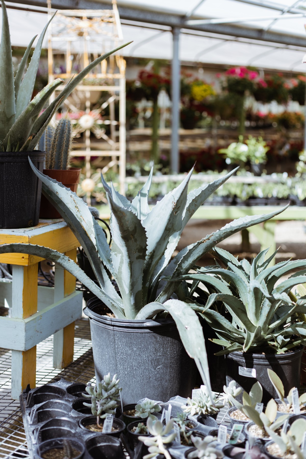 Agave, má energia