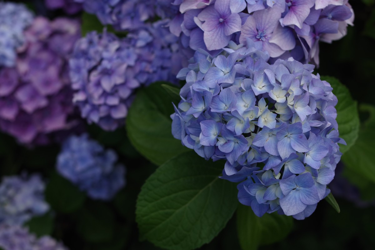 Hortênsias, má energia Hortênsias, má energia
