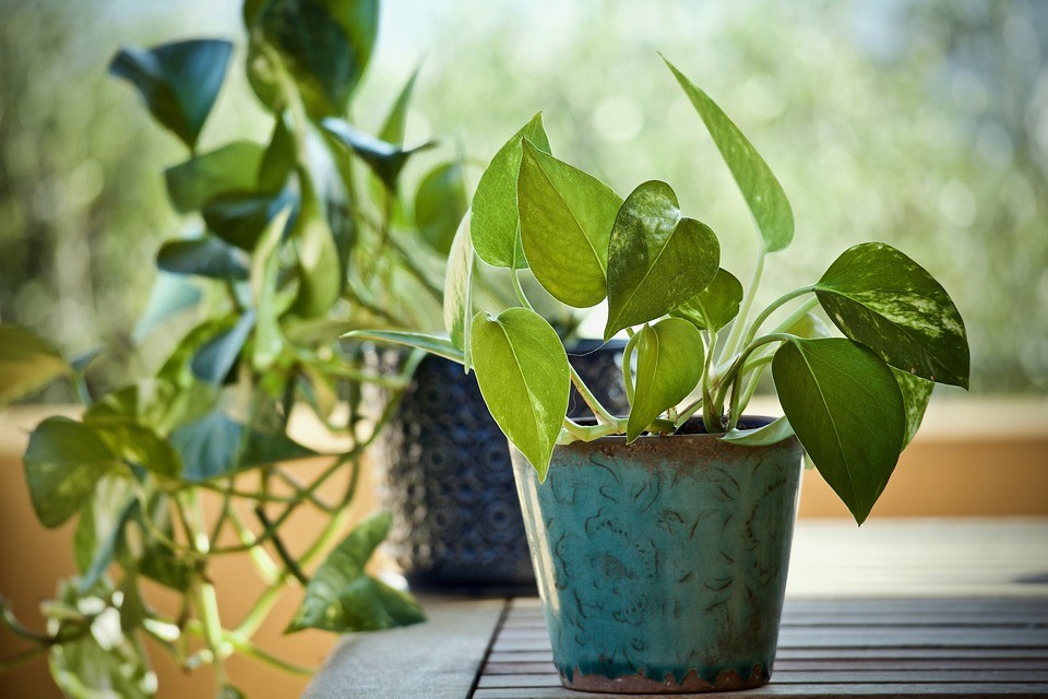 Pothos, absorve boa e má energia Pothos, absorve boa e má energia