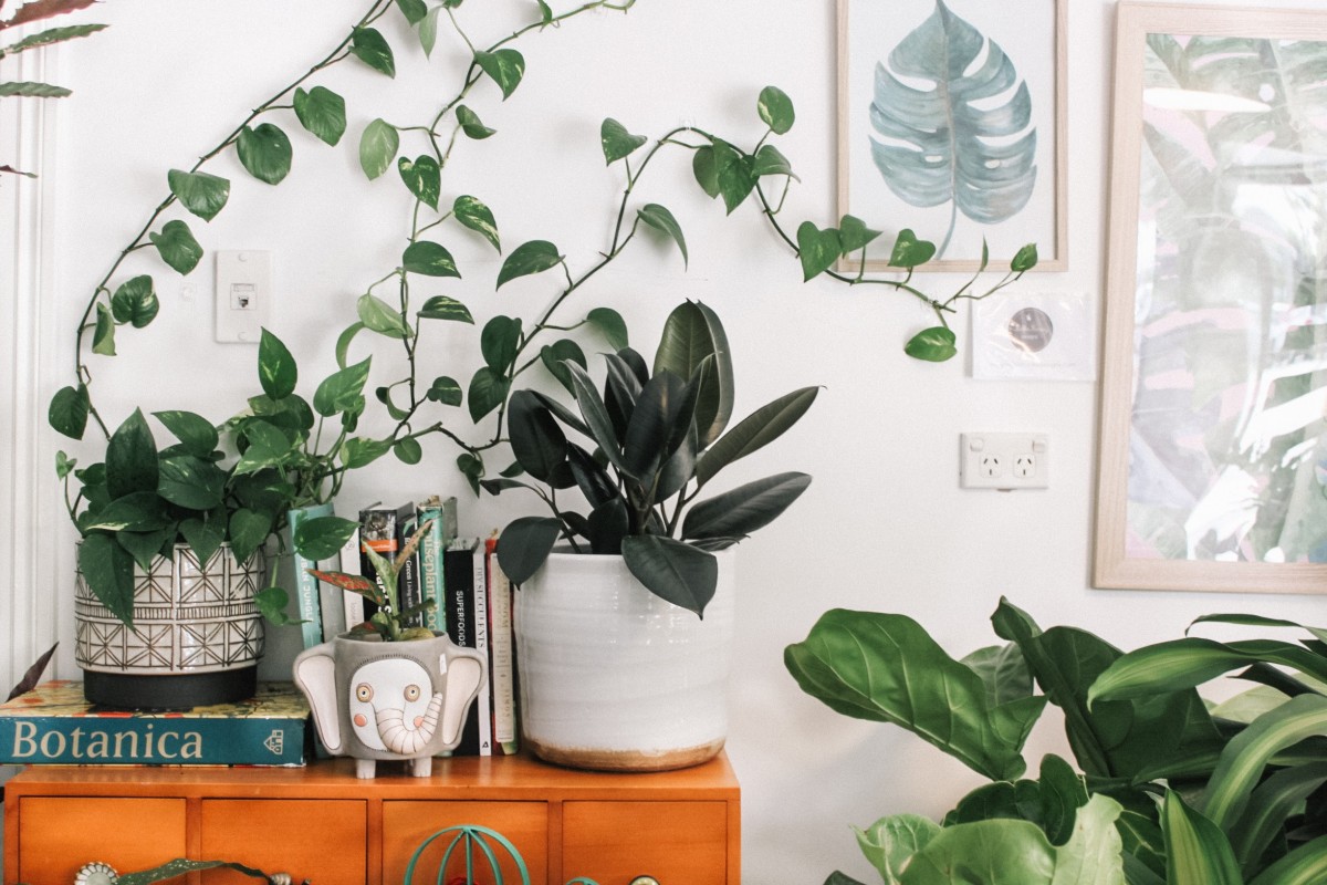 As plantas que melhoram (e pioram) a energia da casa segundo o Feng Shui