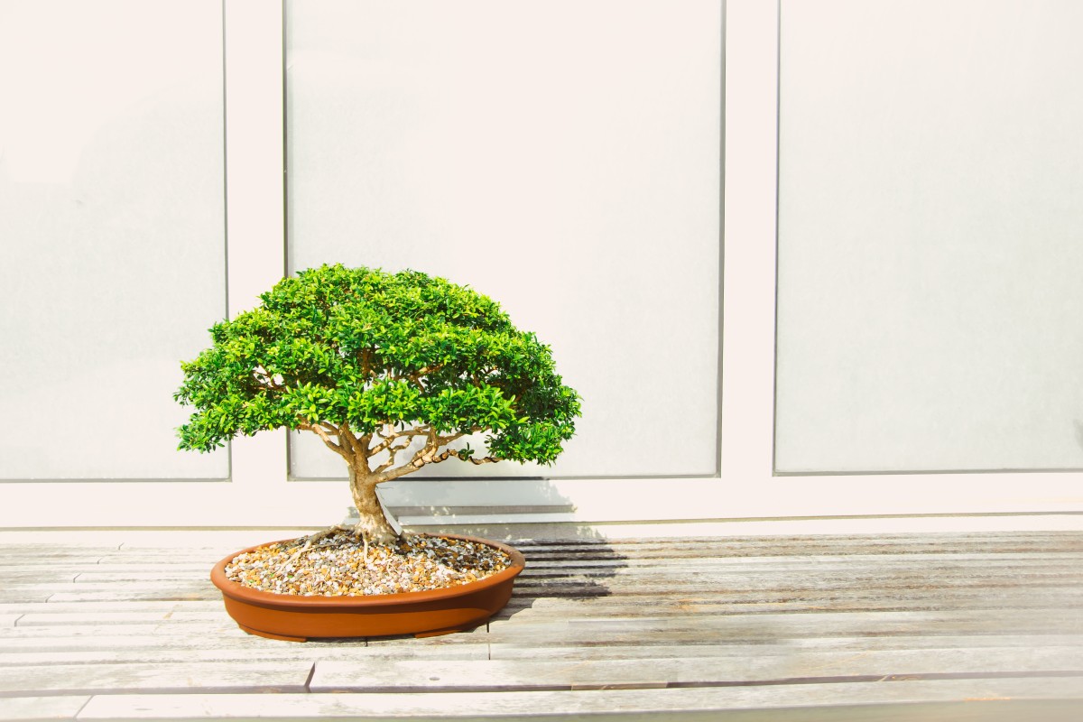 Bonsai, má energia