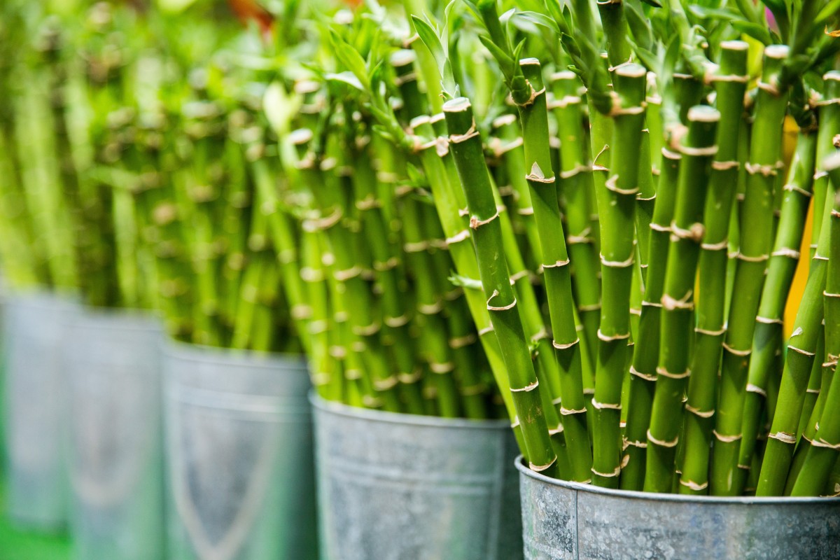 Bambu, boa energia Bambu, boa energia
