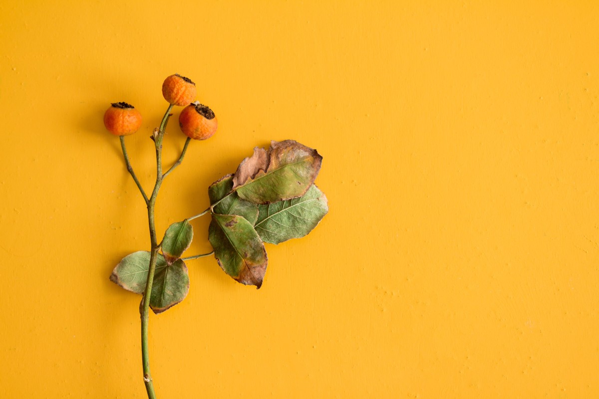 As 15 tendências de decoração de interiores mais populares do Instagram
