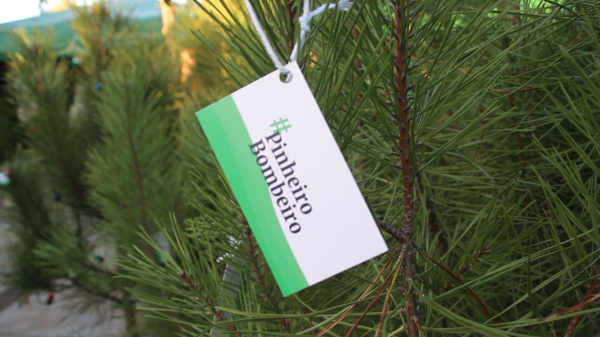 Ideias para o Natal: alugar uma árvore e decorá-la com enfeites solidários e sustentáveis