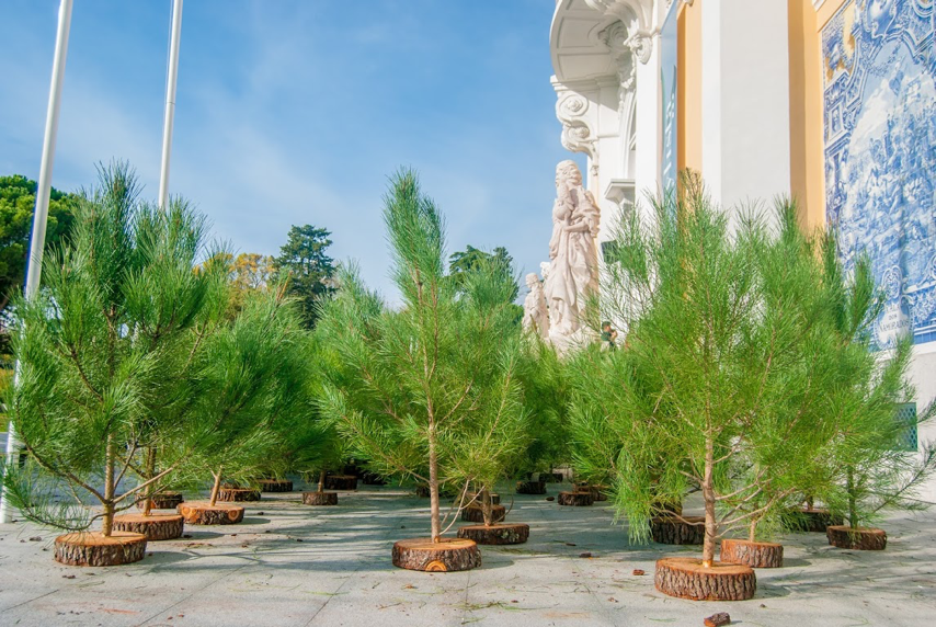 Ideias para o Natal: alugar uma árvore e decorá-la com enfeites solidários e sustentáveis