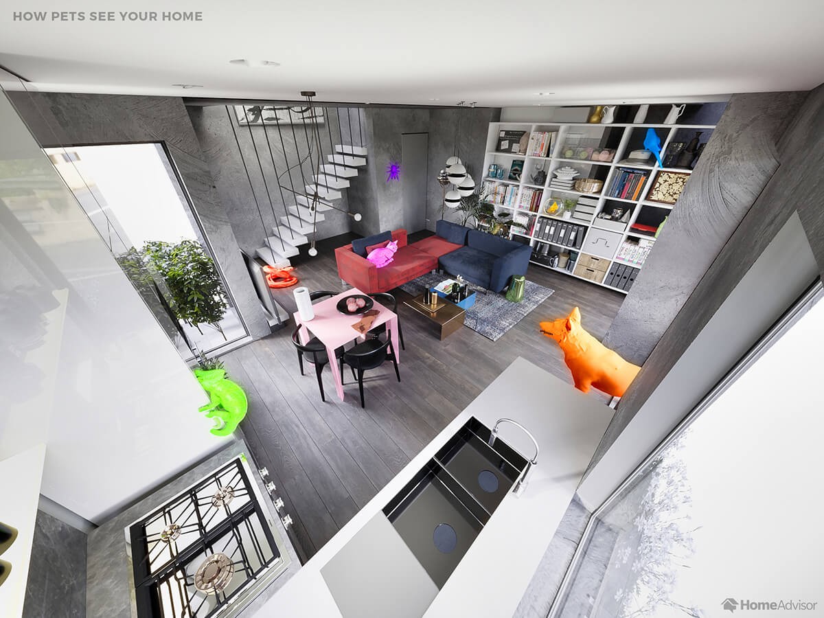 Como os animais veem a nossa casa: dos cães às aranhas, sete pontos de vista diferentes