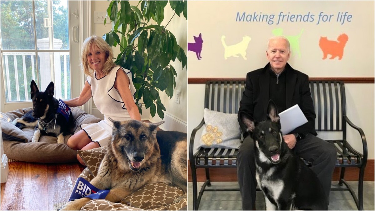 Os cães voltam a viver na Casa Branca com Joe Biden - Champ e Major já estão instalados