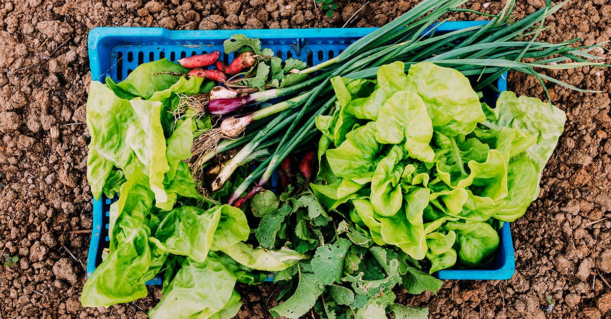 Como criar uma horta em casa: o que plantar e onde para ter produtos saborosos à mesa