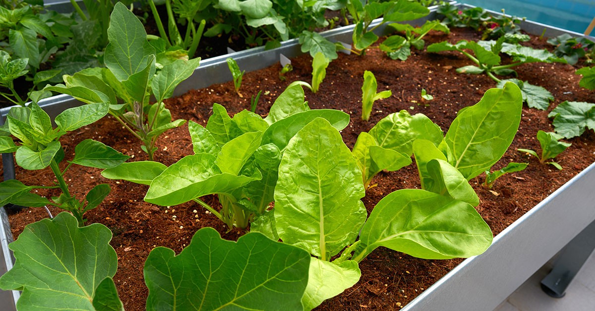 Como criar uma horta em casa: o que plantar e onde para ter produtos saborosos à mesa