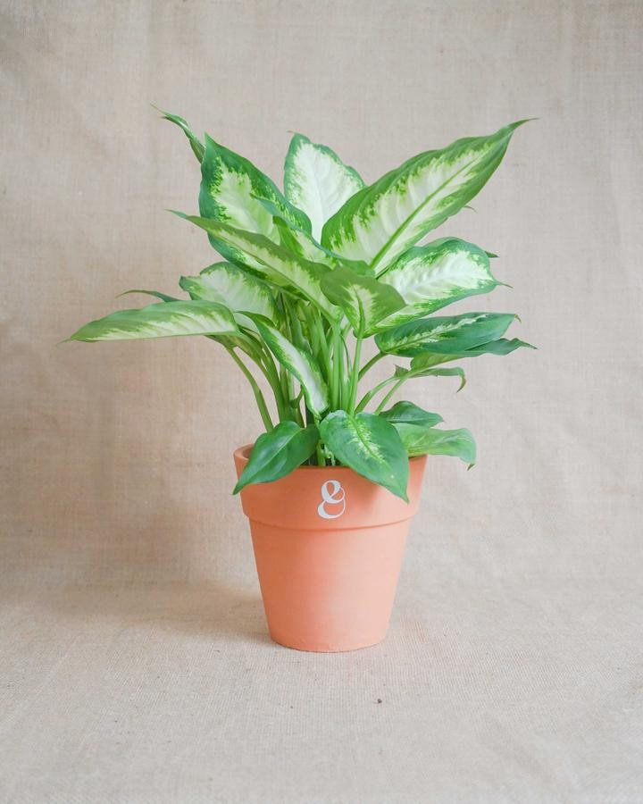 O poder das plantas e dos animais para tornar a vida melhor em casa