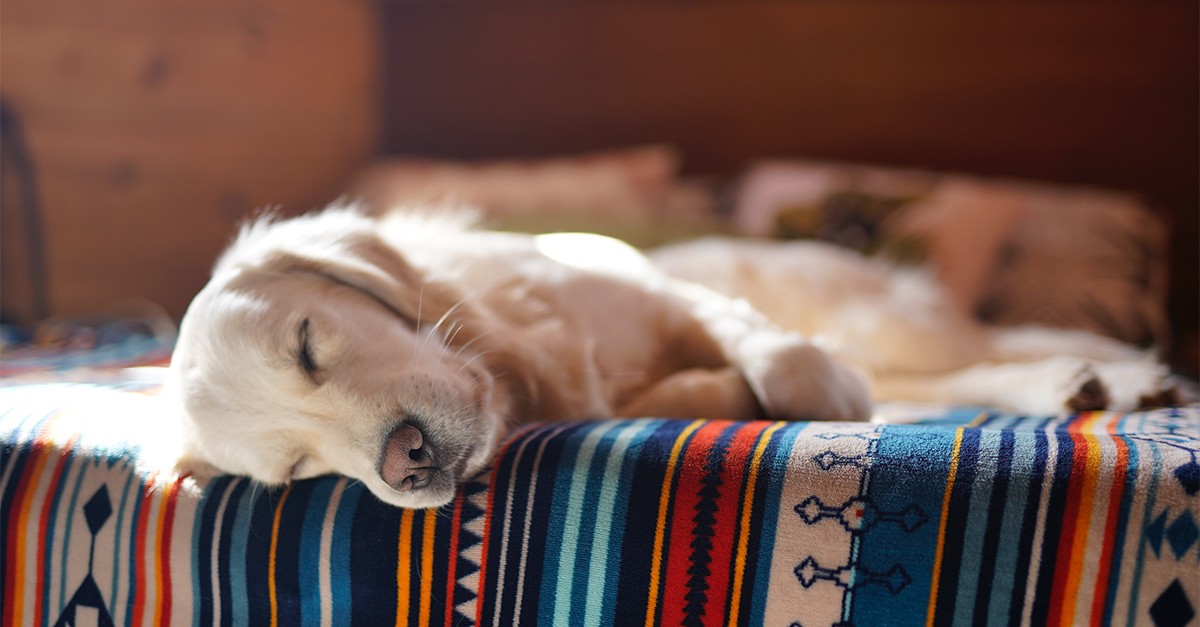 Cães e gatos felizes em casa: dicas para os amigos de quatro patas viverem melhor na pandemia