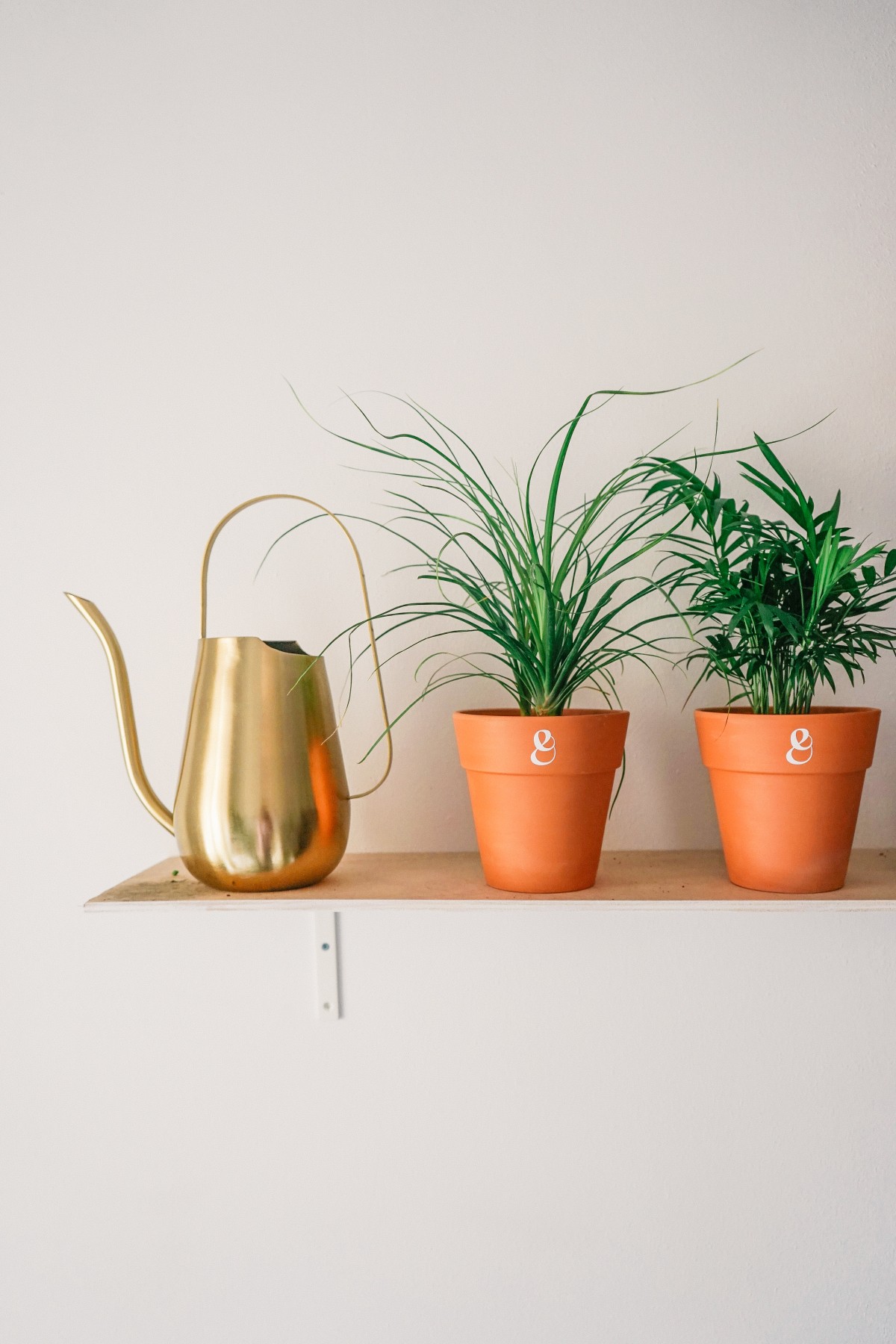 Como cuidar das plantas da casa na primavera