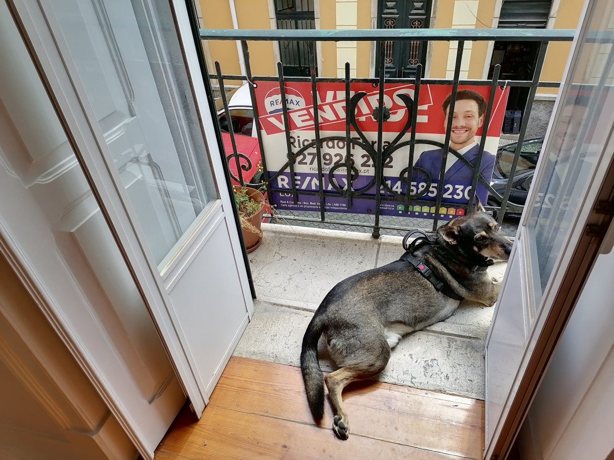 Esta é a história de Lucky - o ‘cãosultor imobiliário’