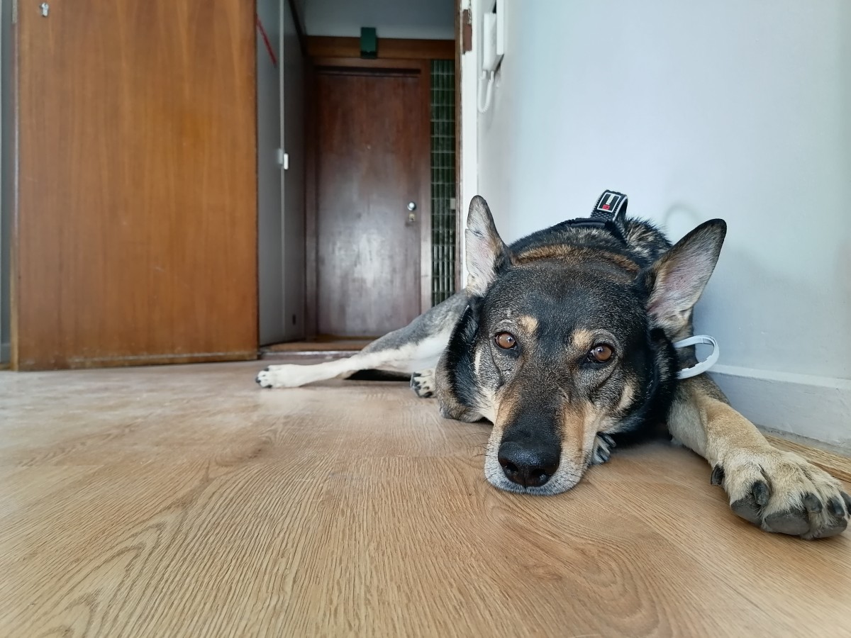 Esta é a história de Lucky - o ‘cãosultor imobiliário’