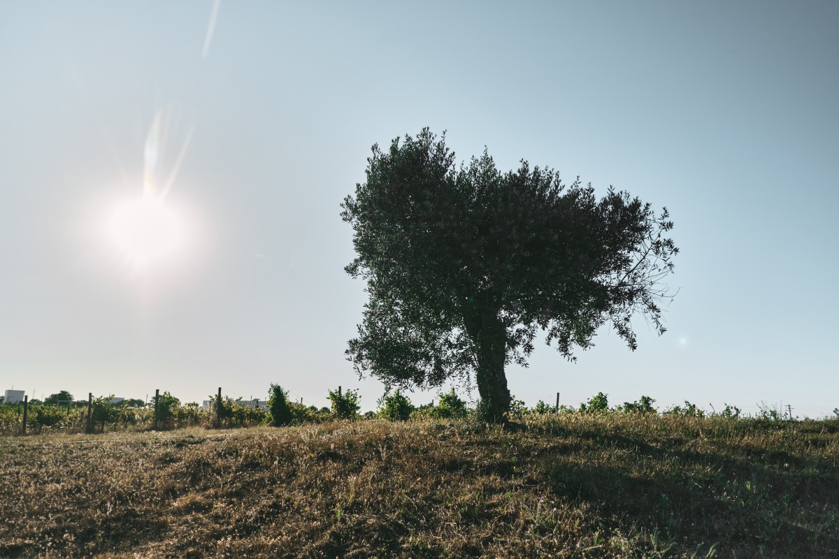 “O vinho, a enologia, é a alma do L’AND Vineyards"