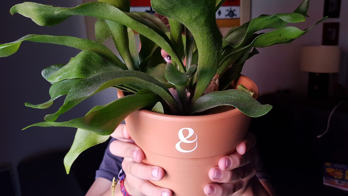 O poder das plantas nas crianças: os benefícios de contactar com a natureza ao ar livre ou em casa