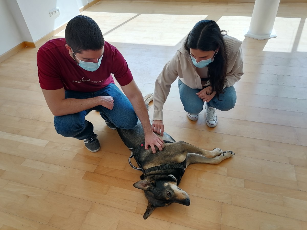 Esta é a história de Lucky - o ‘cãosultor imobiliário’