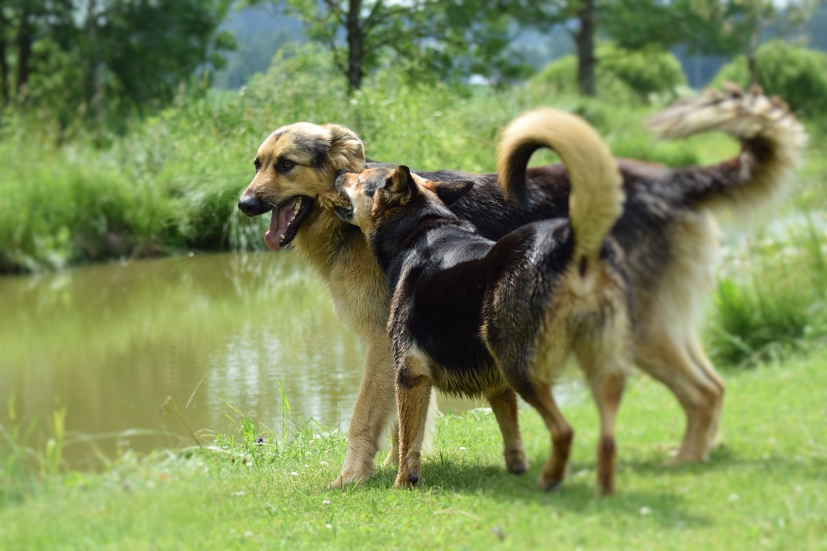 cães no parque