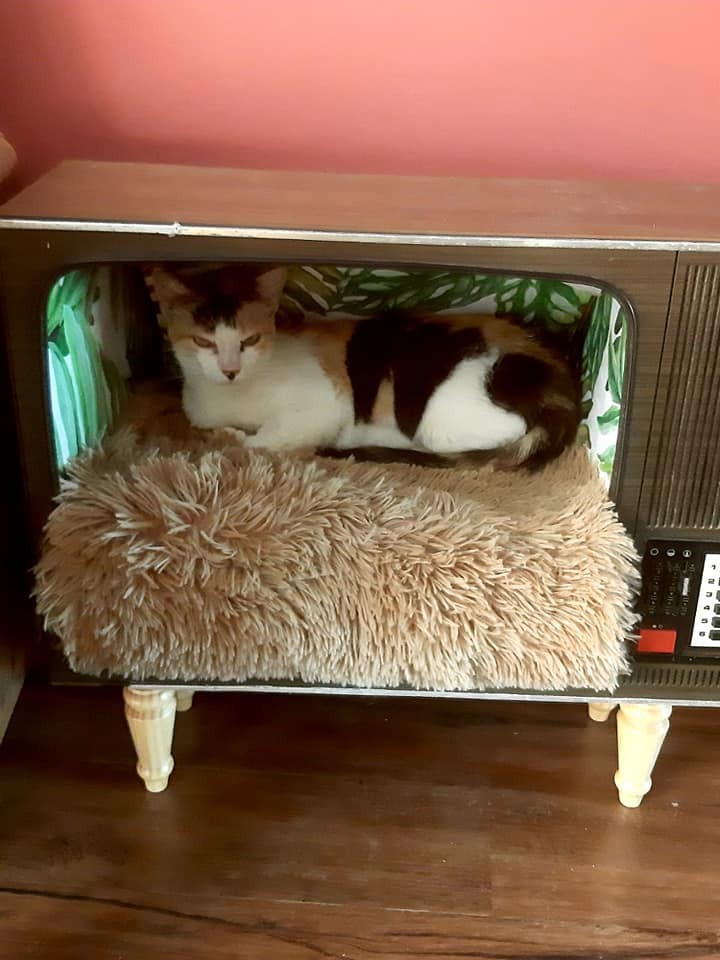  Cat Coffee Braga