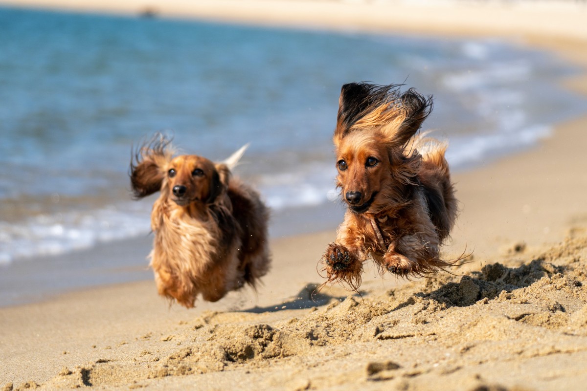 Praias que aceitam animais de estimação