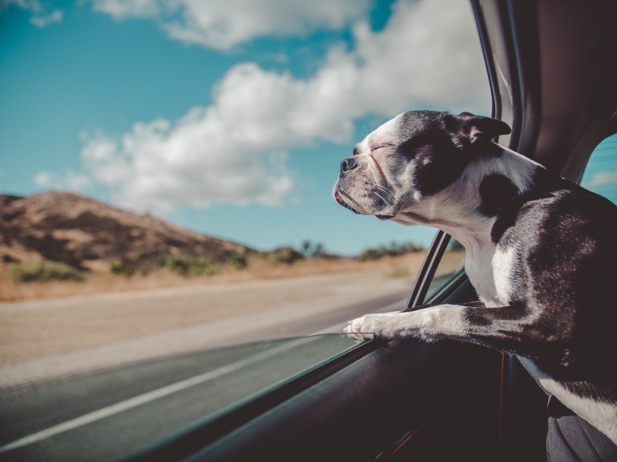 Llevar mascotas en el coche