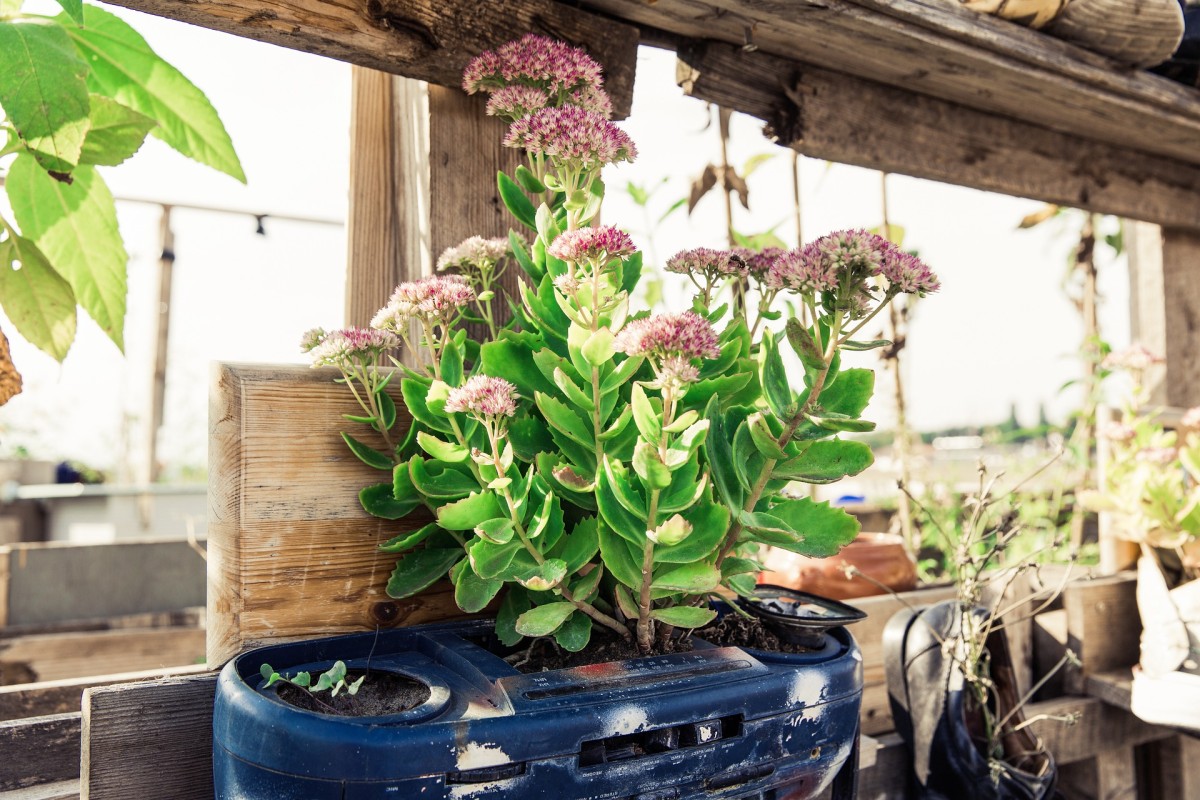 horta em casa