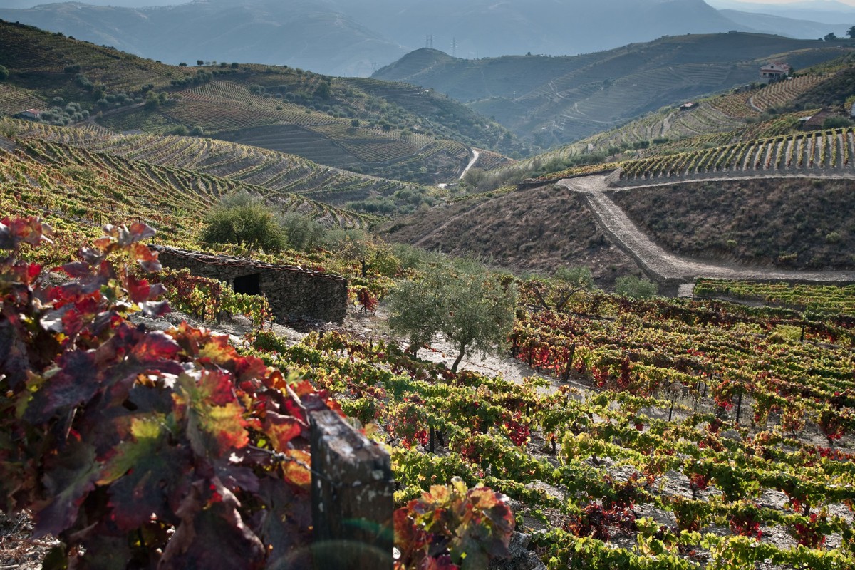 Uma jóia em bruto do imobiliário e turismo à espera de ser descoberta no Douro