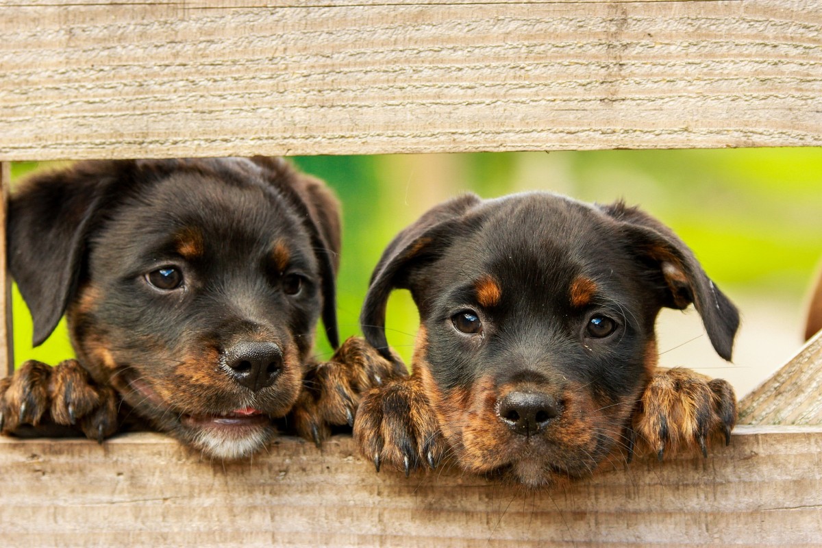 Férias com animais de estimação