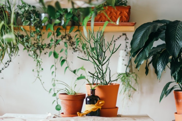 Decorar a casa com plantas