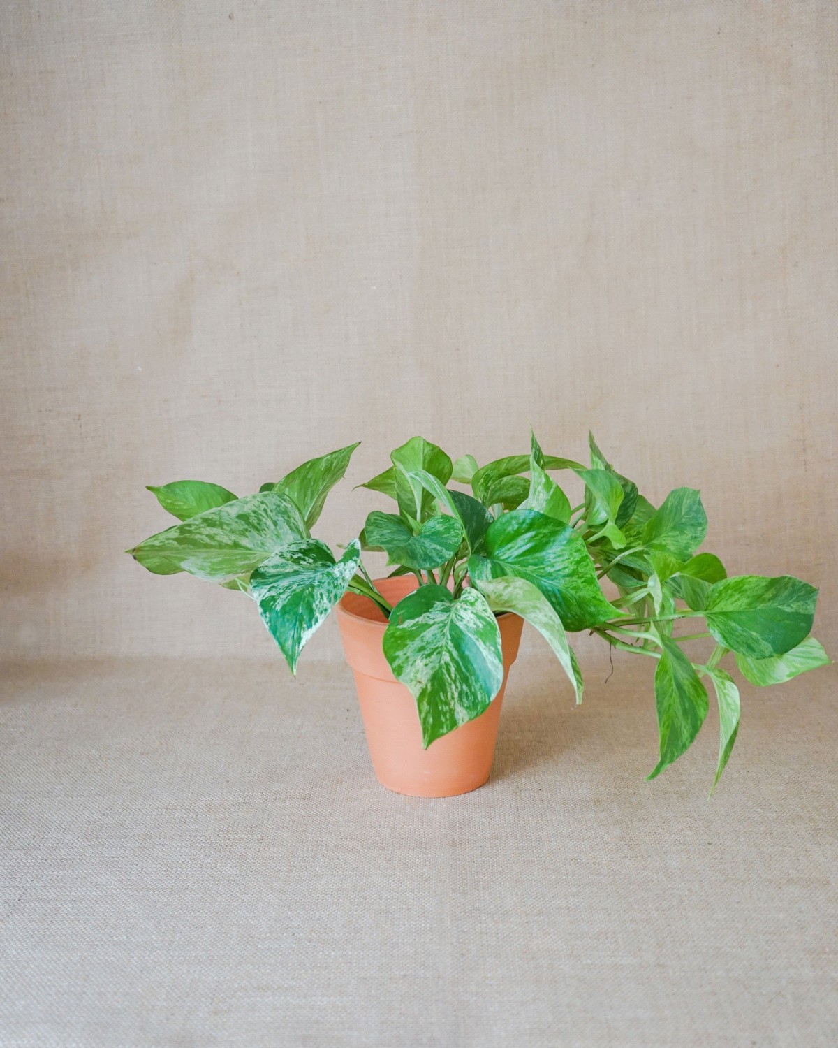 Pothos