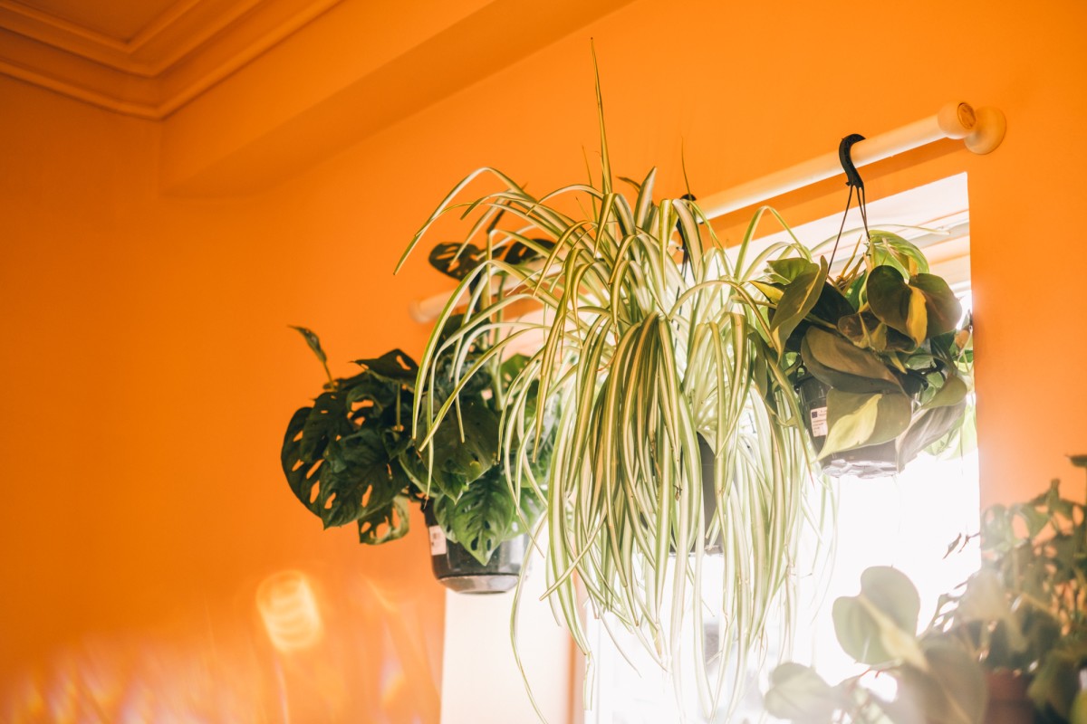 Plantas de interior para casas com pouca luz — idealista/news