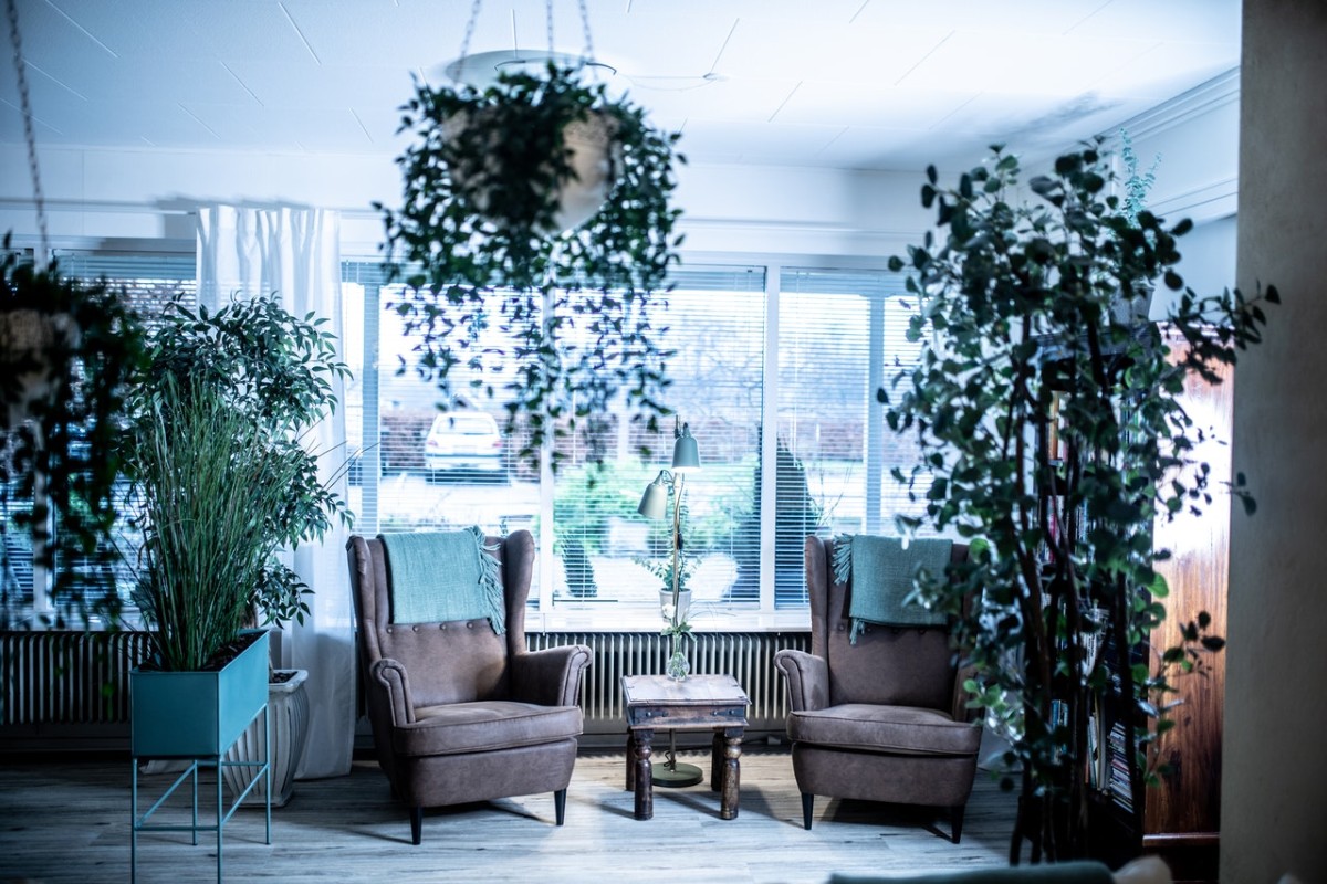 Plantas em casa