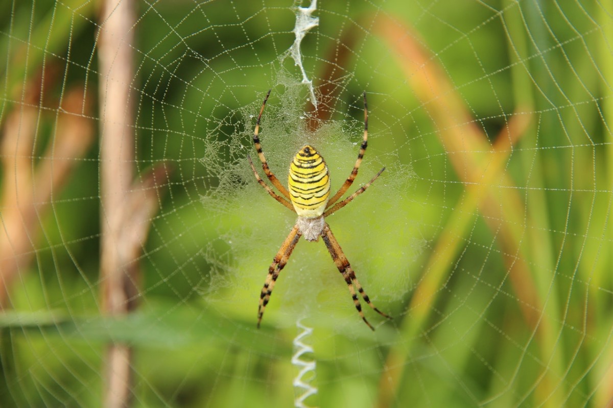 Teias de aranha em casa