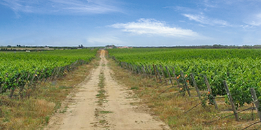 Corticeira Amorim compra Herdade de Rio Frio