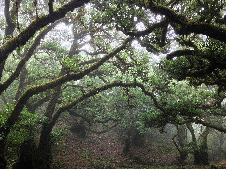 Le foreste di alloro di Madeira sono uniche al mondo