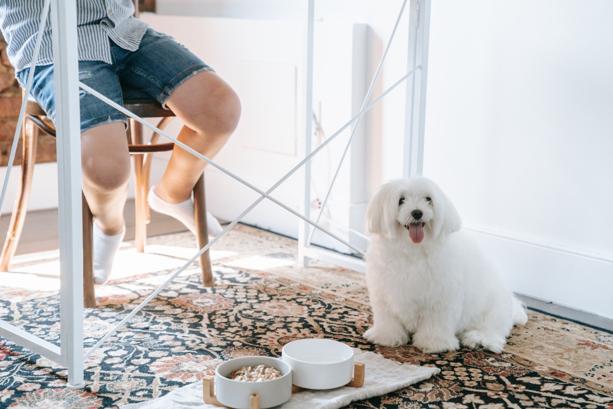  Manter as taças dos animais fora da cozinha