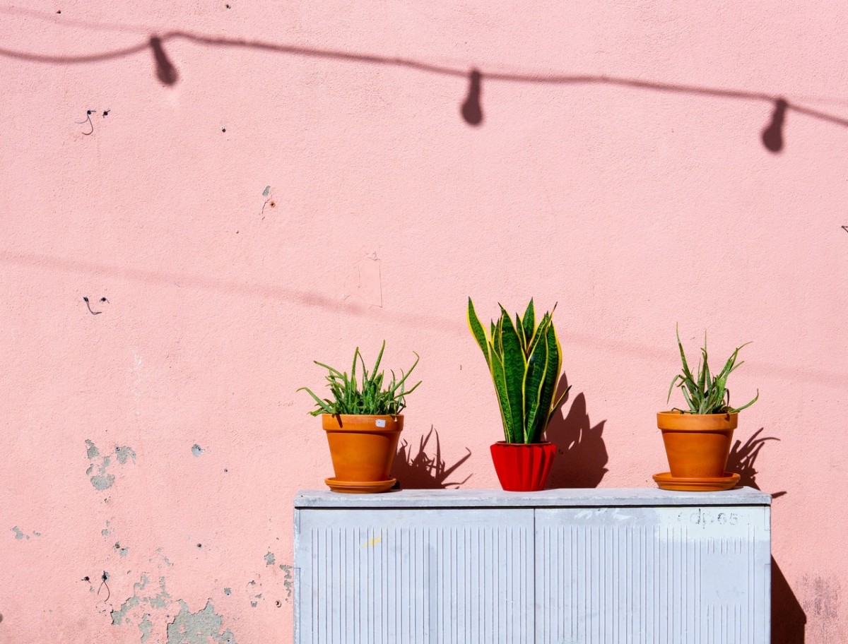 Melhores plantas para jardim, varanda ou terraço