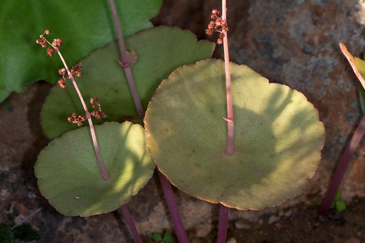 Crassula Umbella