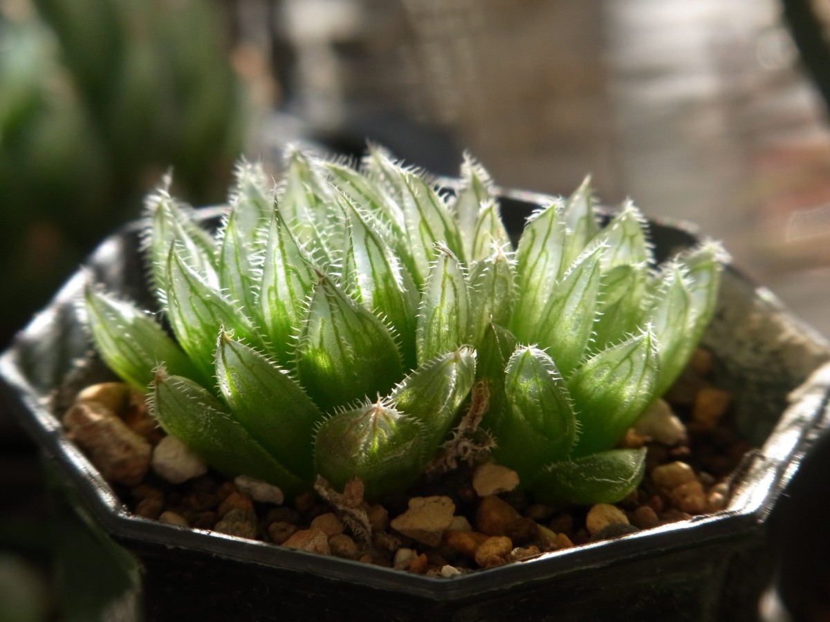 Haworthia cooperi ou suculenta de vidro